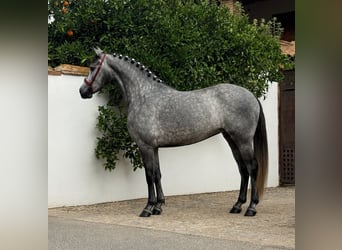 PRE, Giumenta, 4 Anni, 155 cm, Grigio pezzato