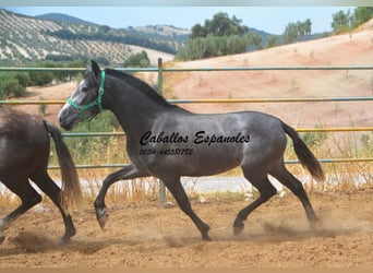PRE Mix, Giumenta, 4 Anni, 155 cm, Grigio pezzato