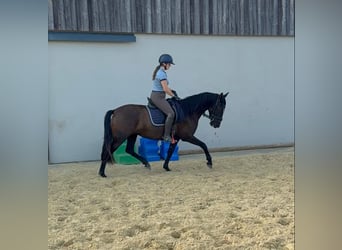 PRE, Giumenta, 4 Anni, 155 cm, Morello