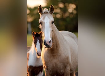 PRE, Giumenta, 4 Anni, 155 cm, Palomino