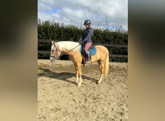 PRE Mix, Giumenta, 4 Anni, 155 cm, Palomino