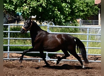 PRE Mix, Giumenta, 4 Anni, 156 cm, Morello