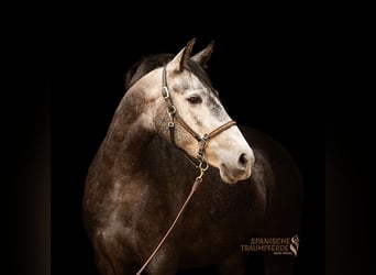 PRE Mix, Giumenta, 4 Anni, 157 cm, Grigio