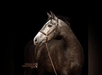 PRE Mix, Giumenta, 4 Anni, 157 cm, Grigio
