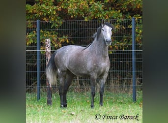 PRE Mix, Giumenta, 4 Anni, 158 cm, Grigio