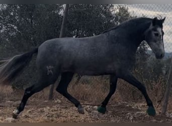 PRE Mix, Giumenta, 4 Anni, 158 cm, Grigio pezzato