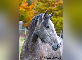 PRE Mix, Giumenta, 4 Anni, 158 cm, Grigio