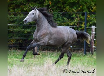PRE Mix, Giumenta, 4 Anni, 158 cm, Grigio