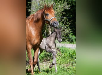 PRE Mix, Giumenta, 4 Anni, 158 cm, Sauro