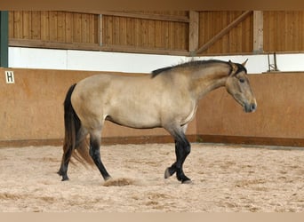 PRE Mix, Giumenta, 4 Anni, 159 cm, Grigio