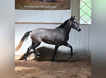 PRE Mix, Giumenta, 4 Anni, 159 cm, Grigio