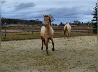 PRE, Giumenta, 4 Anni, 159 cm, Pearl