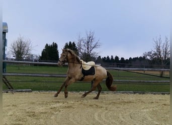 PRE, Giumenta, 4 Anni, 159 cm, Pearl