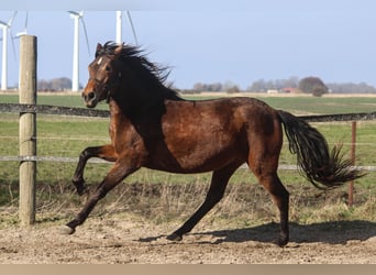 PRE Mix, Giumenta, 4 Anni, 160 cm, Baio