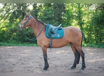 PRE, Giumenta, 4 Anni, 160 cm, Baio