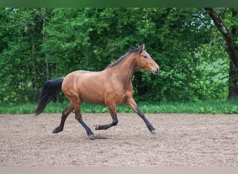 PRE, Giumenta, 4 Anni, 160 cm, Baio