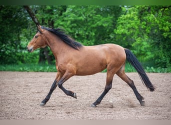 PRE, Giumenta, 4 Anni, 160 cm, Baio