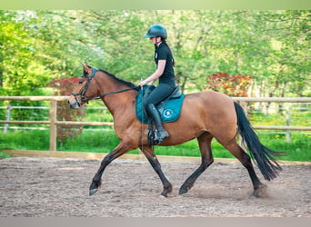 PRE, Giumenta, 4 Anni, 160 cm, Baio
