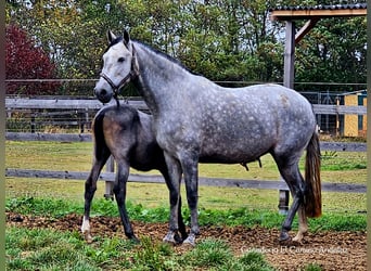 PRE, Giumenta, 4 Anni, 160 cm, Grigio pezzato