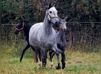 PRE, Giumenta, 4 Anni, 160 cm, Grigio pezzato