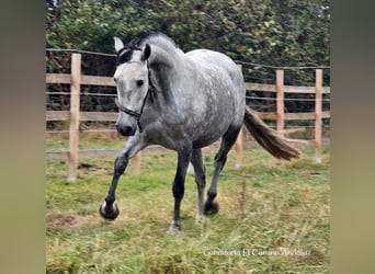 PRE, Giumenta, 4 Anni, 160 cm, Grigio pezzato