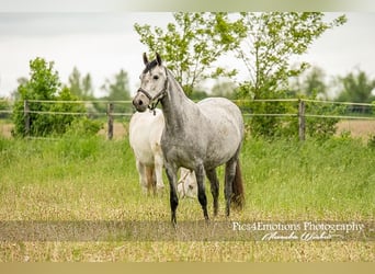 PRE, Giumenta, 4 Anni, 160 cm, Grigio pezzato