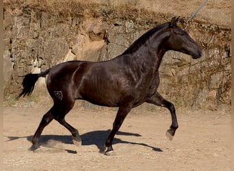 PRE Mix, Giumenta, 4 Anni, 160 cm, Morello