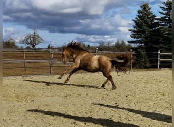 PRE Mix, Giumenta, 4 Anni, 160 cm, Pearl