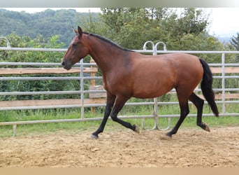 PRE Mix, Giumenta, 4 Anni, 161 cm, Baio