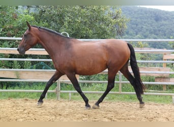 PRE Mix, Giumenta, 4 Anni, 161 cm, Baio