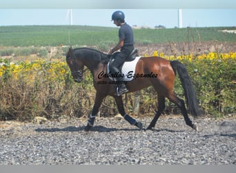 PRE Mix, Giumenta, 4 Anni, 161 cm, Baio
