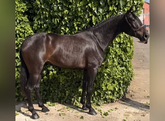 PRE, Giumenta, 4 Anni, 161 cm, Baio nero