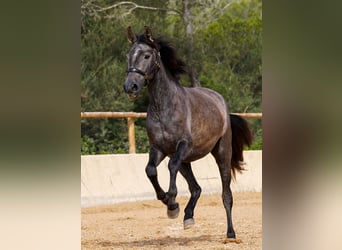 PRE, Giumenta, 4 Anni, 162 cm, Grigio