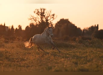PRE, Giumenta, 4 Anni, 162 cm, Grigio