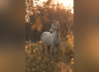 PRE, Giumenta, 4 Anni, 162 cm, Grigio