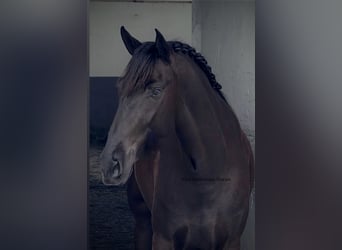 PRE Mix, Giumenta, 4 Anni, 162 cm, Morello