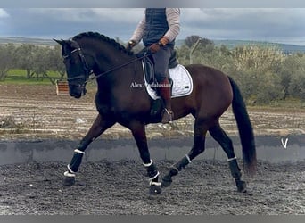 PRE Mix, Giumenta, 4 Anni, 162 cm, Morello