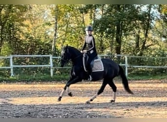 PRE Mix, Giumenta, 4 Anni, 162 cm, Morello