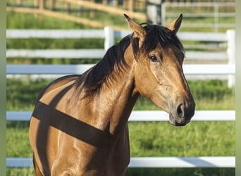 PRE, Giumenta, 4 Anni, 162 cm, Pelle di daino