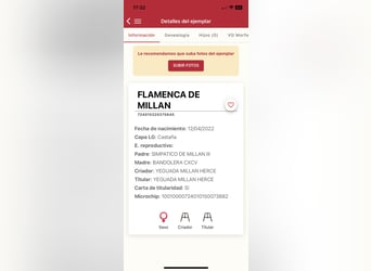 PRE Mix, Giumenta, 4 Anni, 163 cm, Baio