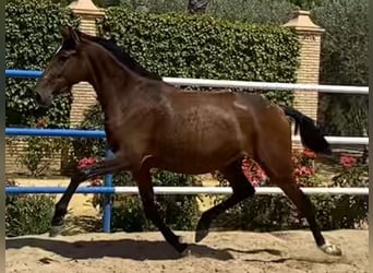 PRE Mix, Giumenta, 4 Anni, 163 cm, Baio