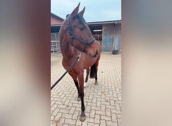 PRE Mix, Giumenta, 4 Anni, 163 cm, Baio