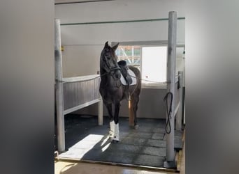 PRE Mix, Giumenta, 4 Anni, 163 cm, Grigio