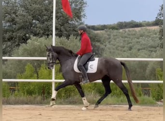 PRE Mix, Giumenta, 4 Anni, 163 cm, Grigio