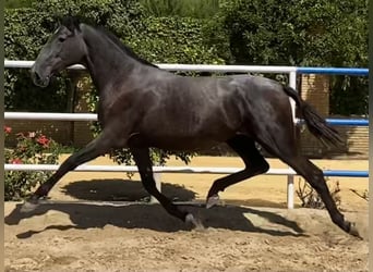 PRE Mix, Giumenta, 4 Anni, 163 cm, Grigio