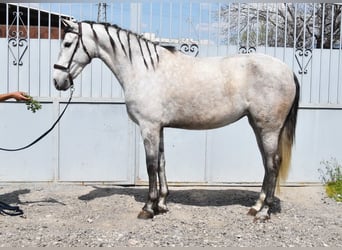 PRE, Giumenta, 4 Anni, 163 cm, Grigio