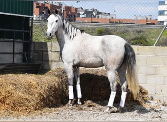 PRE, Giumenta, 4 Anni, 163 cm, Grigio
