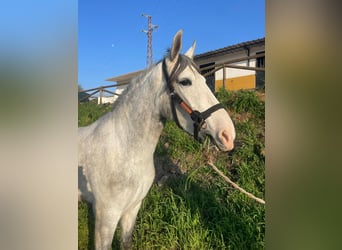 PRE, Giumenta, 4 Anni, 164 cm, Grigio