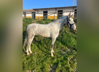 PRE, Giumenta, 4 Anni, 164 cm, Grigio