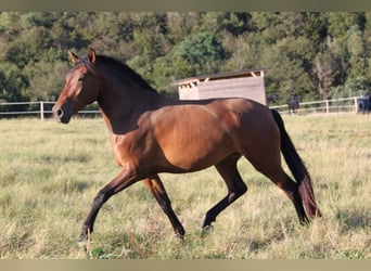 PRE Mix, Giumenta, 4 Anni, 165 cm, Baio